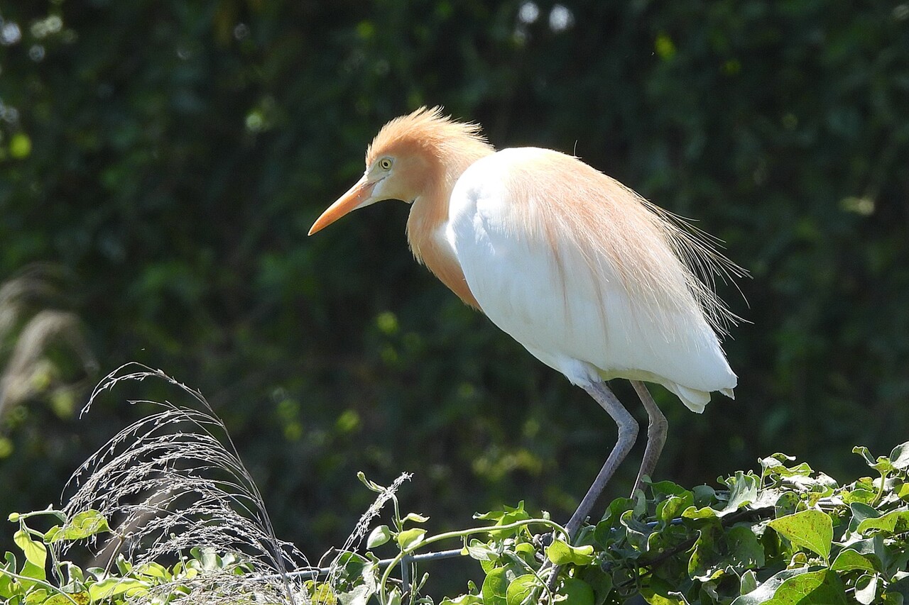 アマサギ 飴鷺 身近な野鳥ウォッチング アマサギ 飴鷺 身近な野鳥ウォッチング