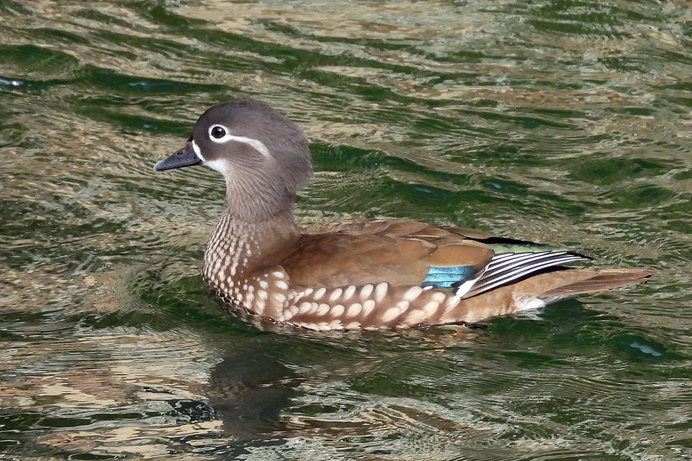 オシドリ : 野の鳥観察記