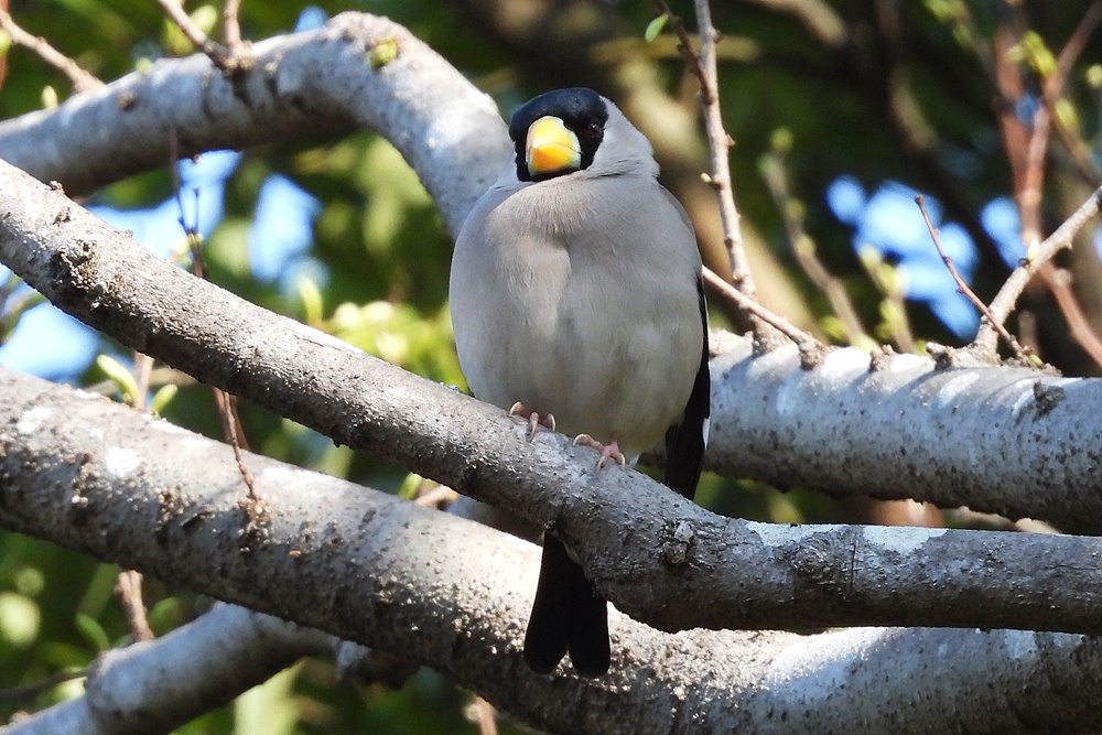 イカル : 野の鳥観察記
