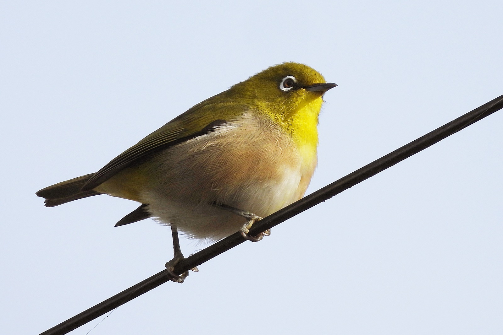 メジロ 目白 身近な野鳥ウォッチング