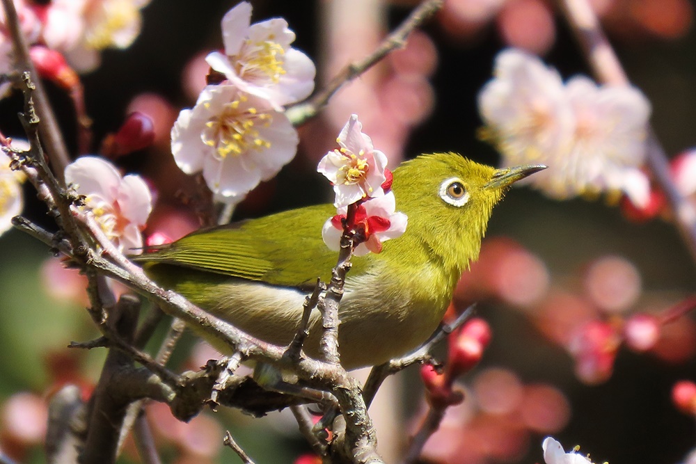 メジロ : 野の鳥観察記