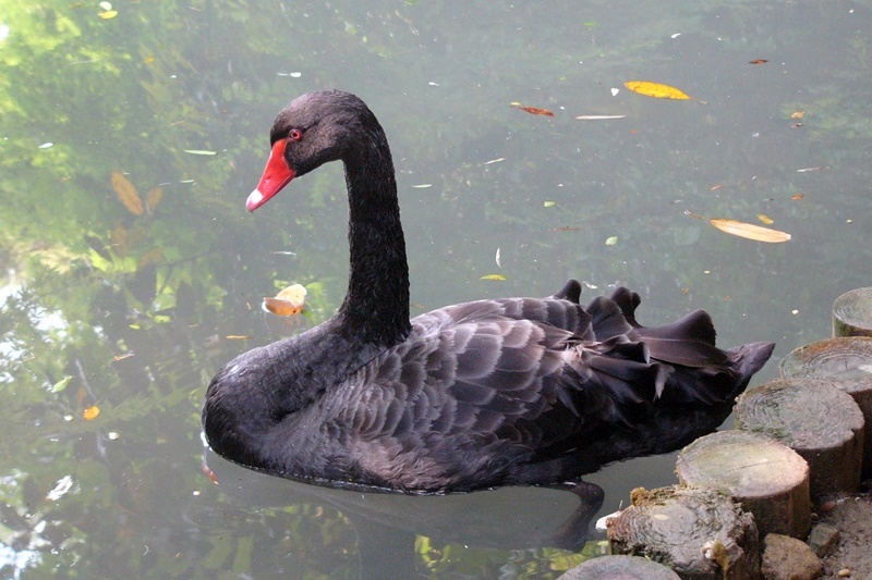 コクチョウ・黒鳥 : 野の鳥観察記