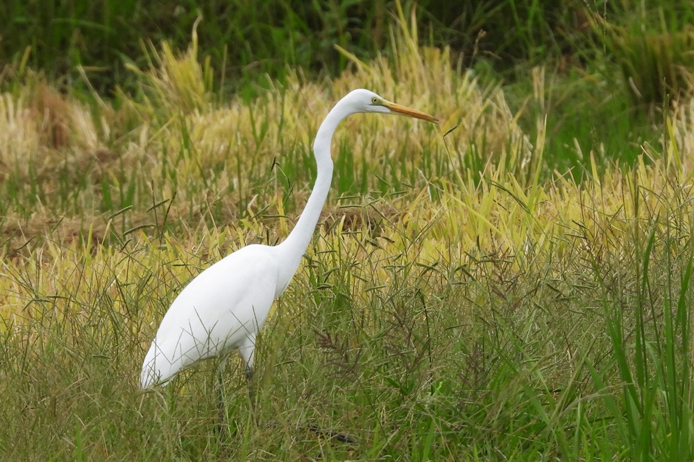 10月11日の野鳥観察 豊川市平尾 : 野の鳥観察記
