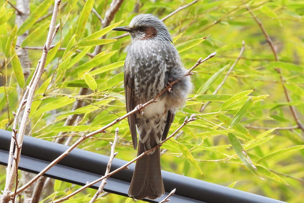 ヒヨドリ : 野の鳥観察記