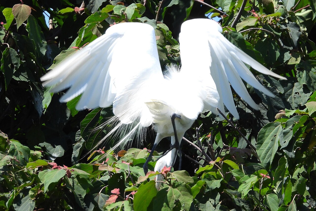 チュウサギ 中鷺 身近な野鳥ウォッチング