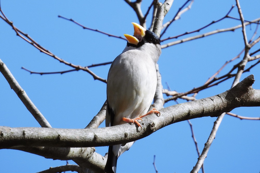 イカル・鵤 : 野の鳥観察記