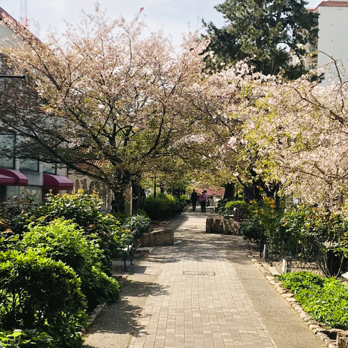 宝塚桜並木