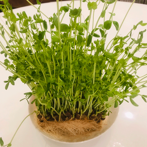 豆苗くん