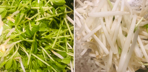 豆苗ともやし