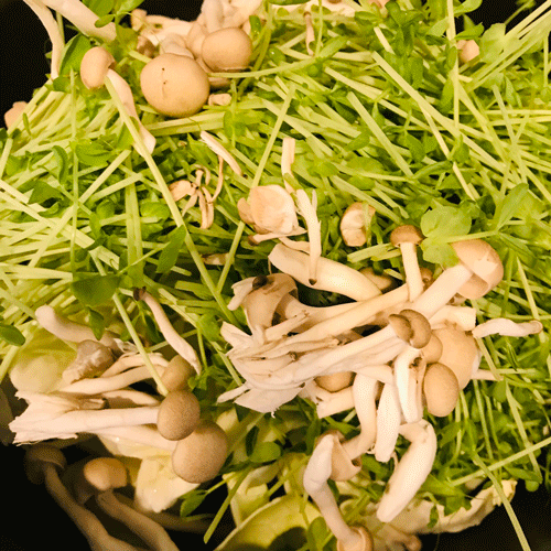 キャベツ豆苗豚コマシメジの塩昆布蒸し2