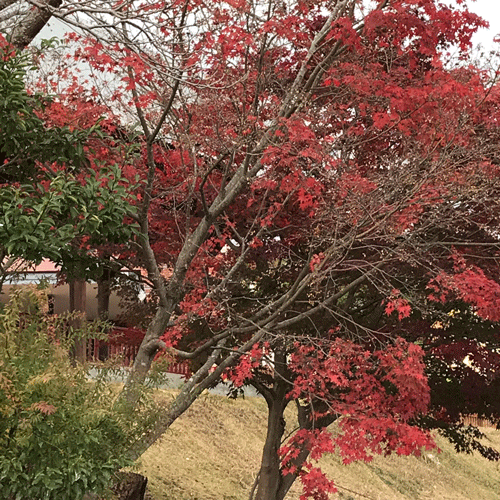 紅葉