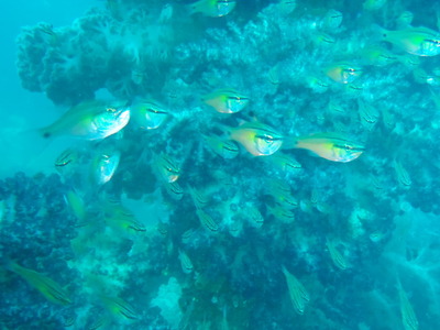P8120525