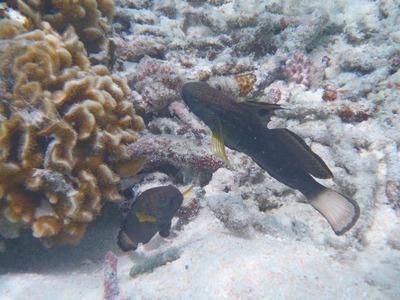 P8173108