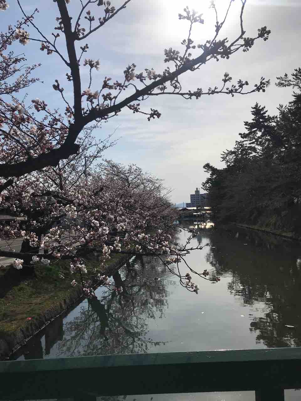 弘前公園の桜 弘前大学作業療法学専攻の日常