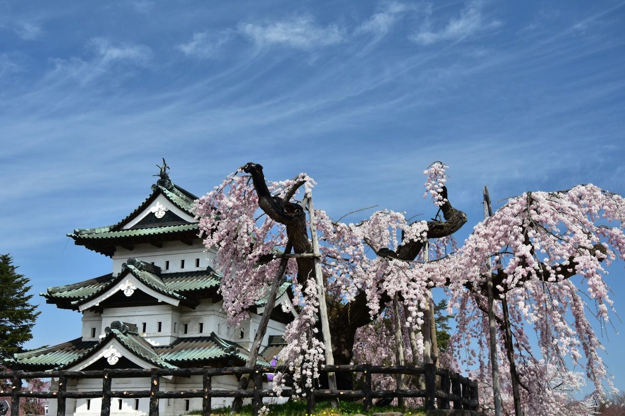 弘前公園桜情報・弘前公園紅葉情報 | 一般財団法人弘前市みどりの協会