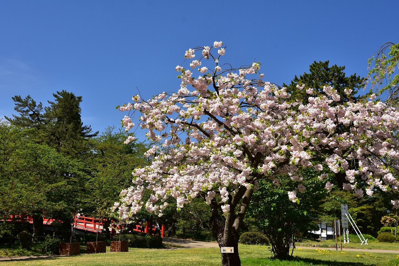 弘前公園桜情報・弘前公園紅葉情報 | 一般財団法人弘前市みどりの協会