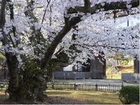 弘前公園最長寿のソメイヨシノ