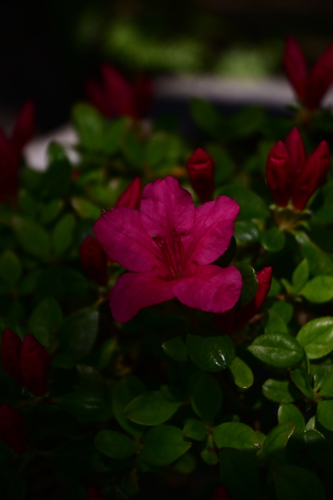 DSC_4509