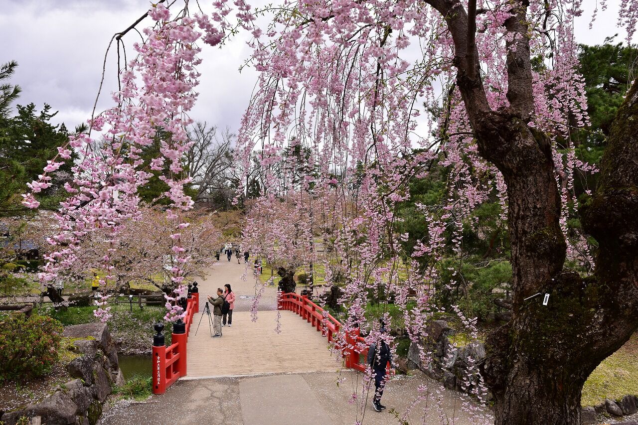 令和7(2025)年4月30日 今日のさくら | 弘前公園桜情報・弘前公園紅葉情報