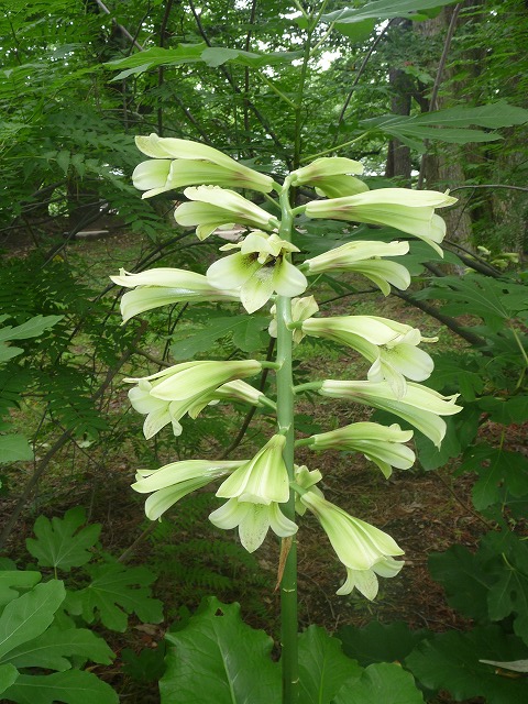 オオウバユリ 大姥百合 弘前公園桜情報 弘前公園紅葉情報