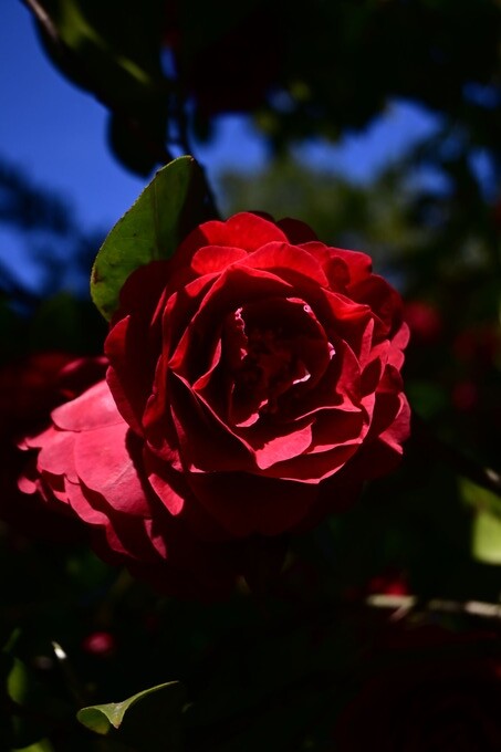 DSC_4514
