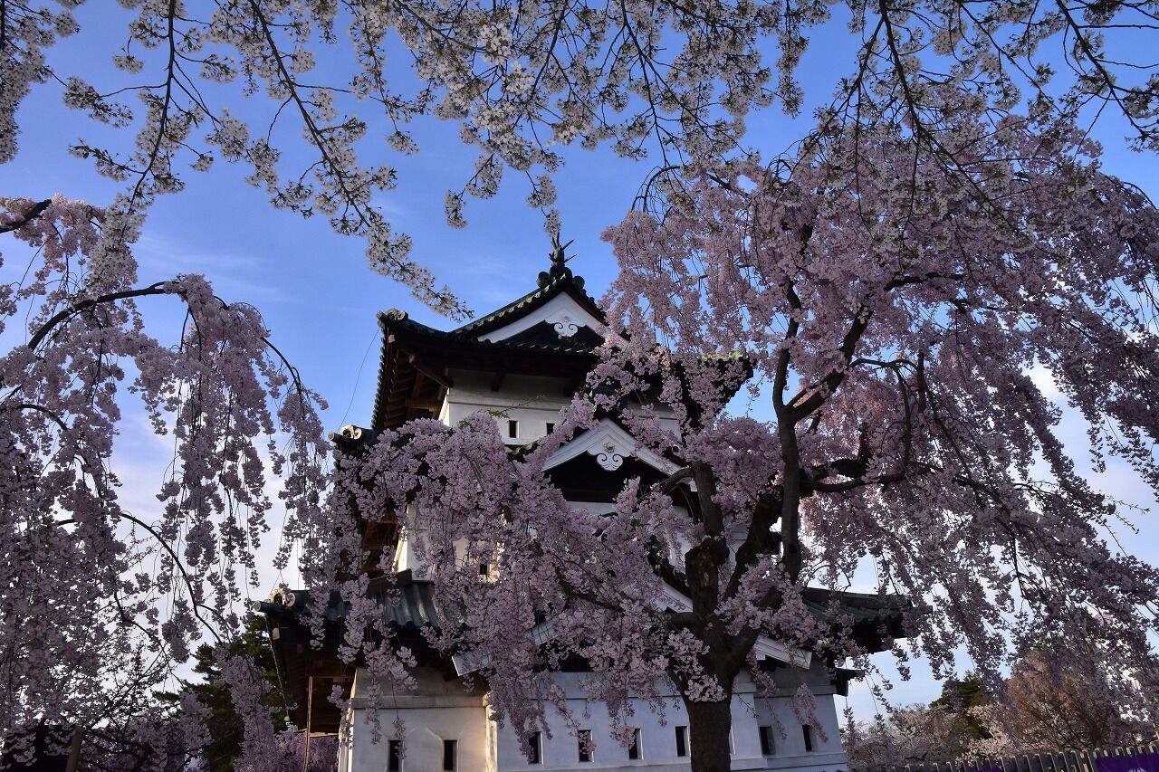 弘前公園桜情報・弘前公園紅葉情報 | 一般財団法人弘前市みどりの協会