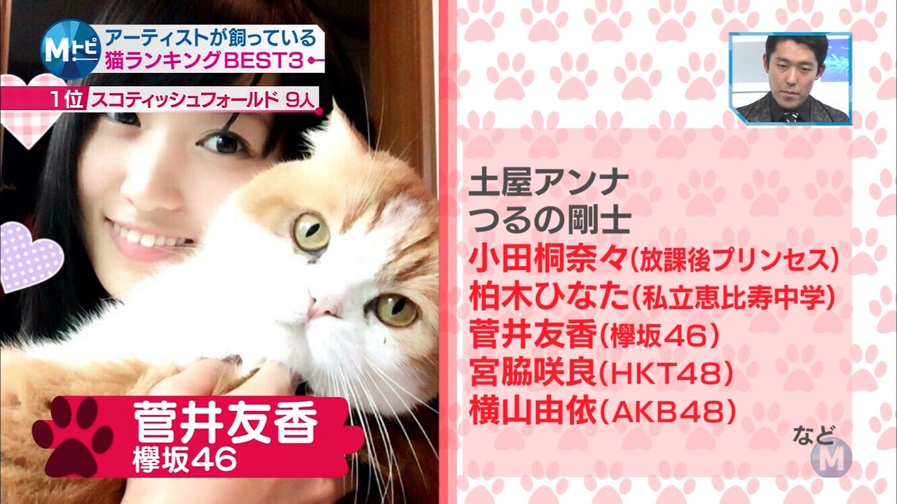 欅坂46 菅井友香さんの飼い猫 菅井トムくん 乃木坂交差点