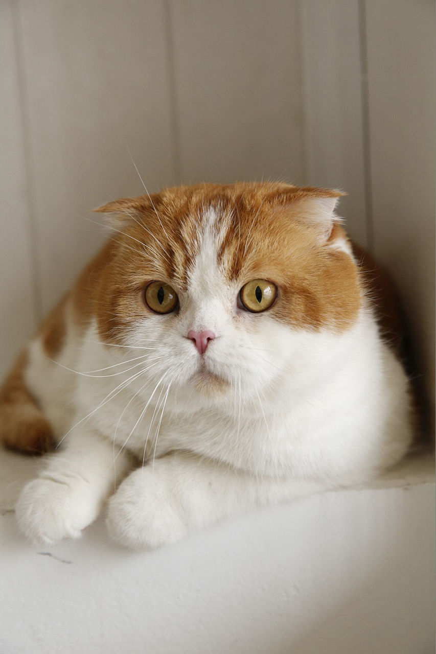 欅坂46 菅井友香さんの飼い猫 菅井トムくん 乃木坂交差点 欅坂46 菅井友香さんの飼い猫 菅井トムくん 乃木坂交差点