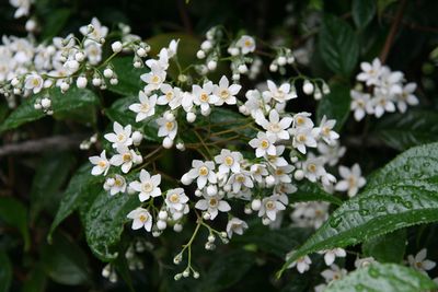 トキワウツギ 雪姫 ユキノシタ科 ウツギ属 Deutzia Multradiata Yukihime 横浜の広瀬農園 新樹種を中心にガーデニング用の庭木 コニファー グラス類 つる植物など植木の苗木を生産 トキワウツギ 雪姫 ユキノシタ科 ウツギ属 Deutzia Multradiata Yukihime 横浜の広瀬農園 新樹種を中心にガーデニング用の庭木 コニファー グラス類 つる植物など植木の苗木を生産