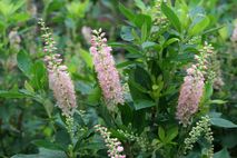 アメリカリョウブ ピンク スパイヤー リョウブ科 リョウブ属 Clethra Altinifolia Pink Spire 横浜の広瀬農園 新樹種を中心にガーデニング用の庭木 コニファー グラス類 つる植物など植木の苗木を生産