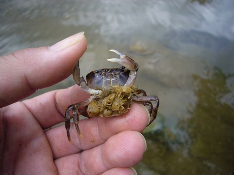 追風参考なblog 生物 淡水魚など