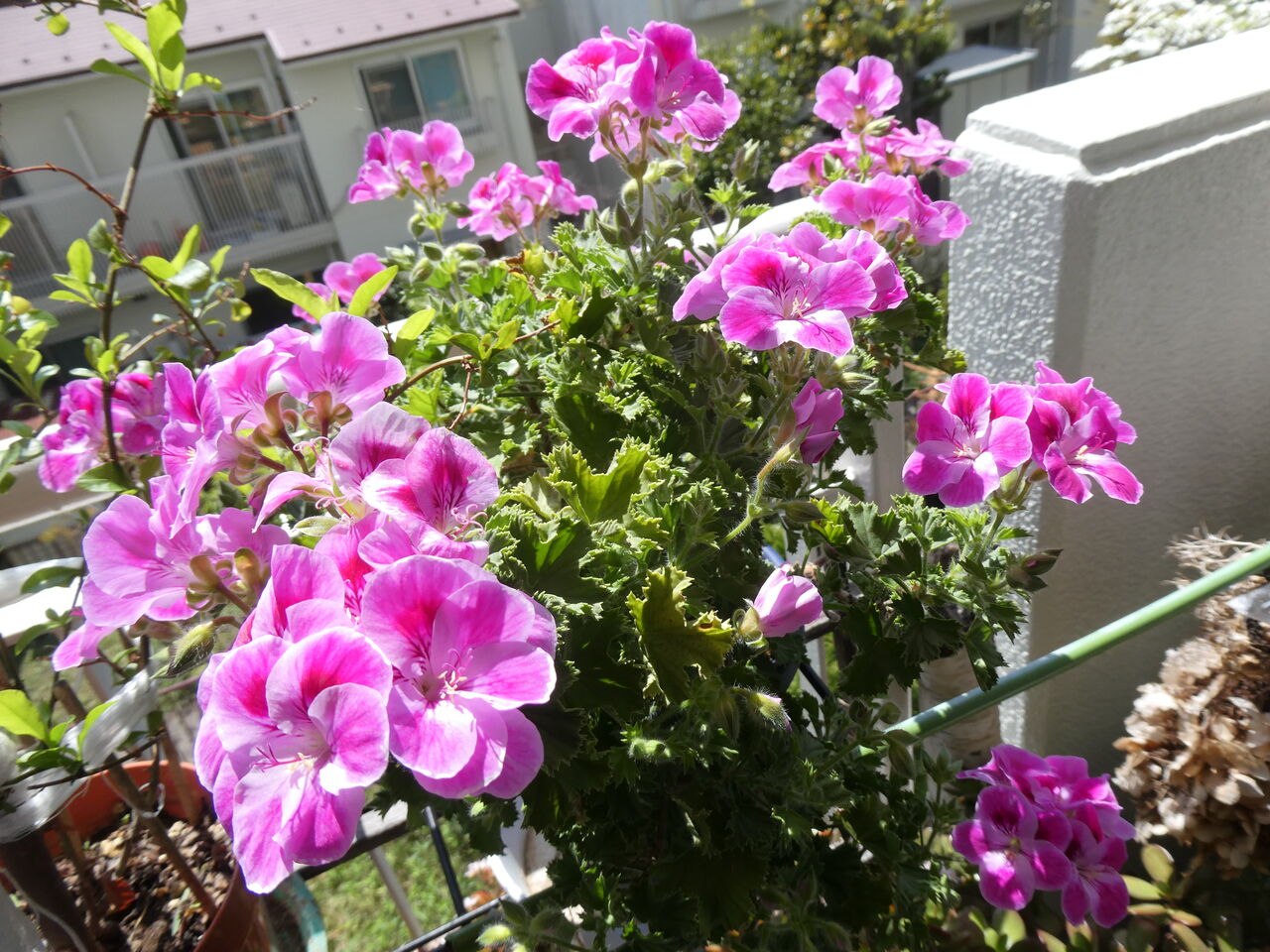 去年の春に買ったピンク色の花が 今年の春にも咲きました 広志のblog