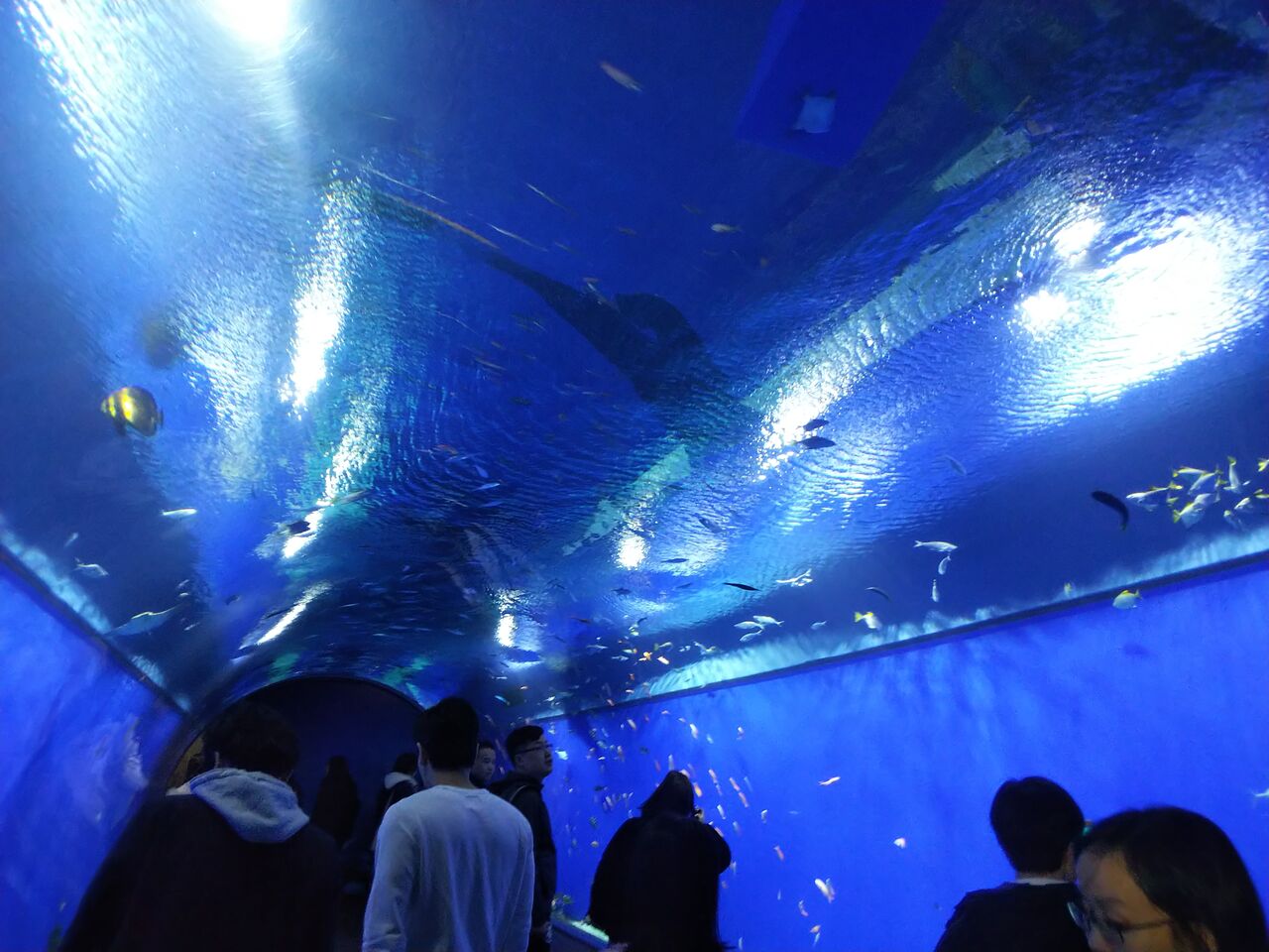 子連れで楽しめる遊び場 海遊館 大阪のおすすめスポット 子育て王 イケパパブログ