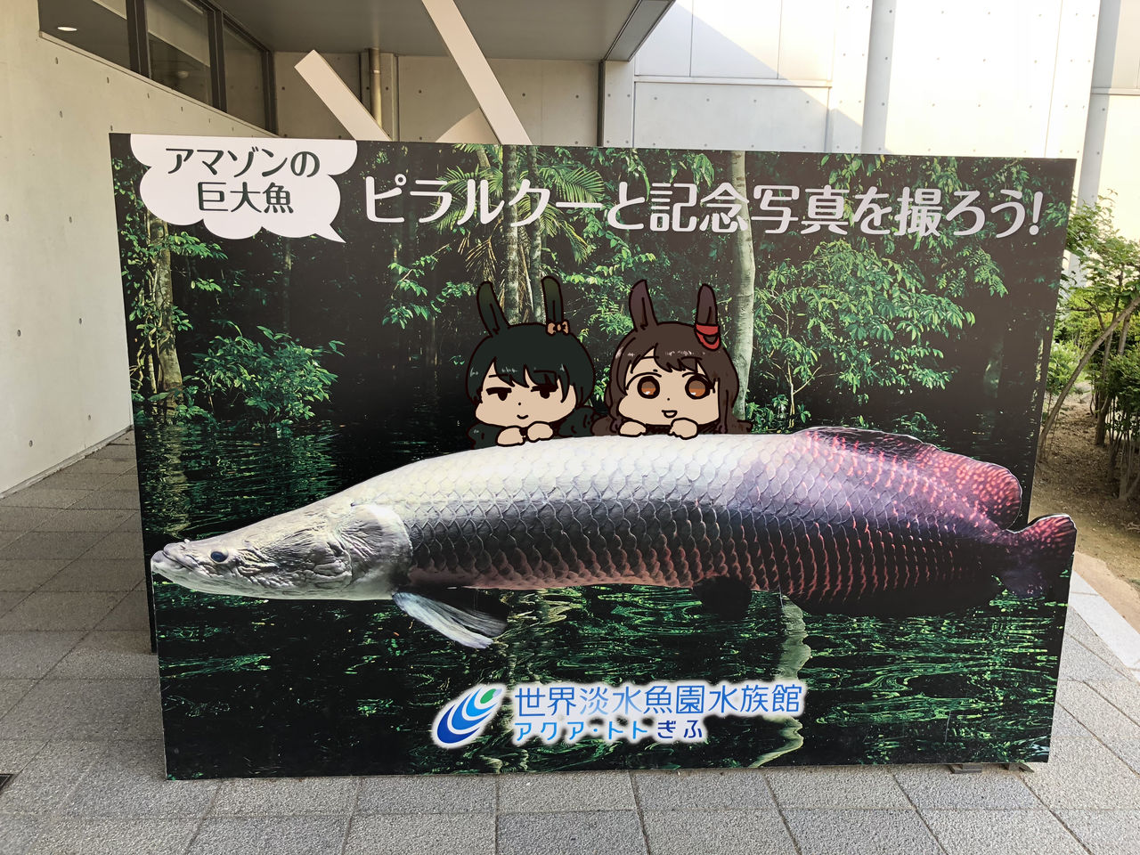 番外編 アクアトト 岐阜県 へ遊びに行ってきたよ おたけの広島もふもふ