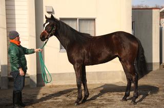 モエレポールスター