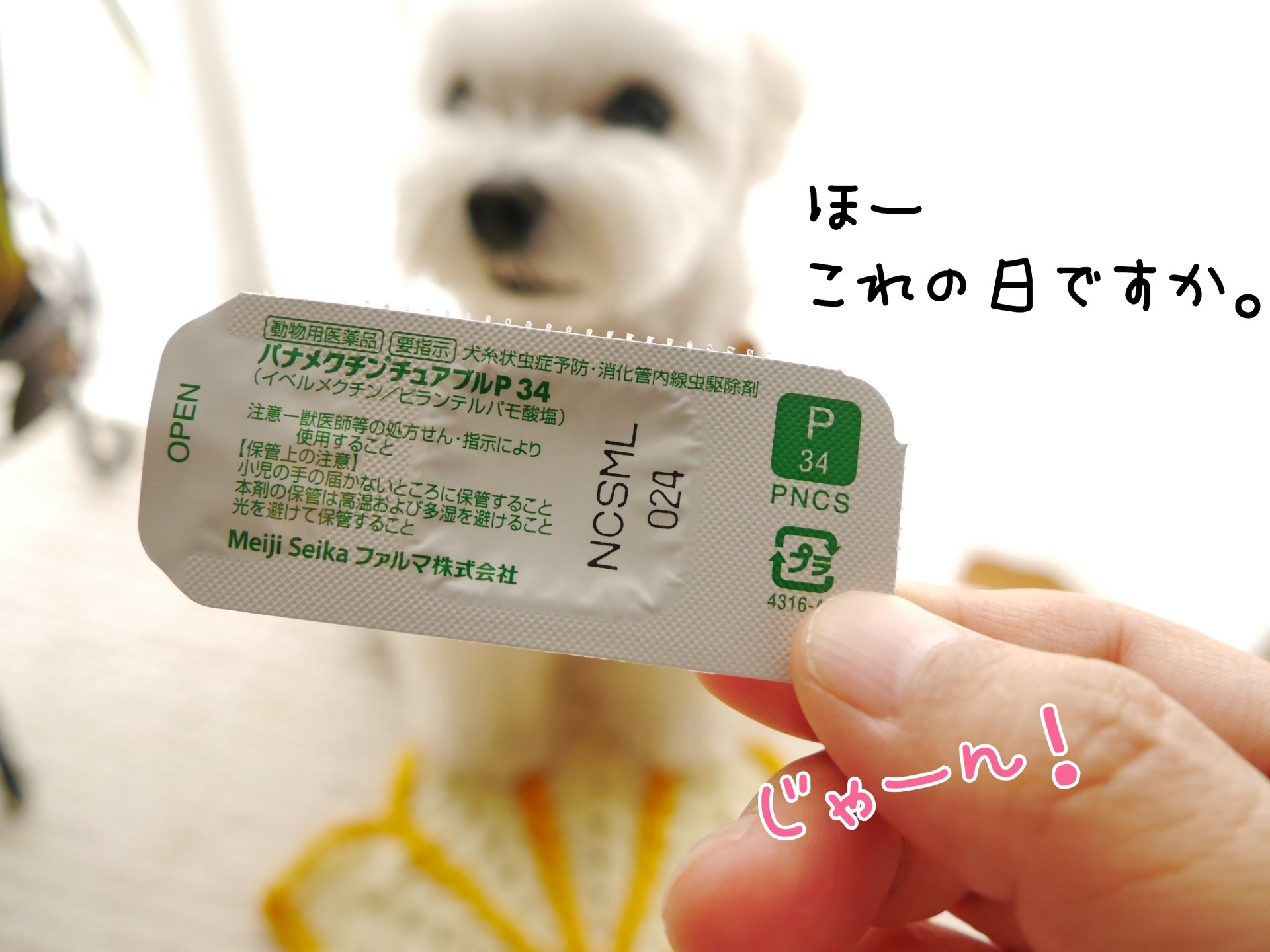 マルチーズの ひろしです フィラリア症予防薬 Powered By ライブドアブログ マルチーズの ひろしです フィラリア症予防薬 Powered By ライブドアブログ