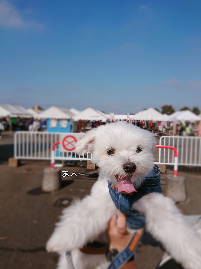 かわいいマルチーズに会いました マルチーズの ひろしです Powered By ライブドアブログ かわいいマルチーズに会いました マルチーズの ひろしです Powered By ライブドアブログ