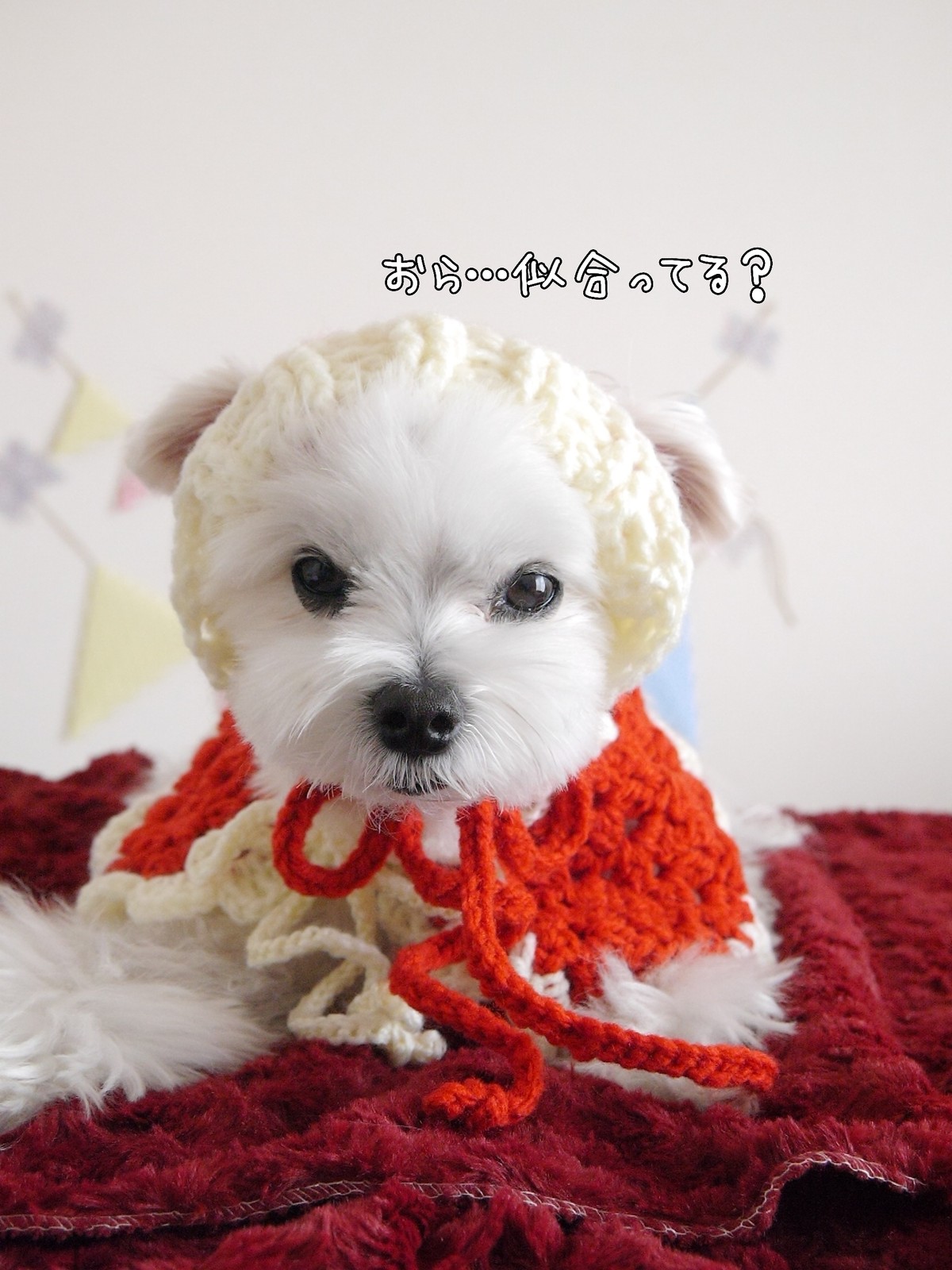 マルチーズの ひろしです ハンドメイド Powered By ライブドアブログ マルチーズの ひろしです ハンドメイド Powered By ライブドアブログ