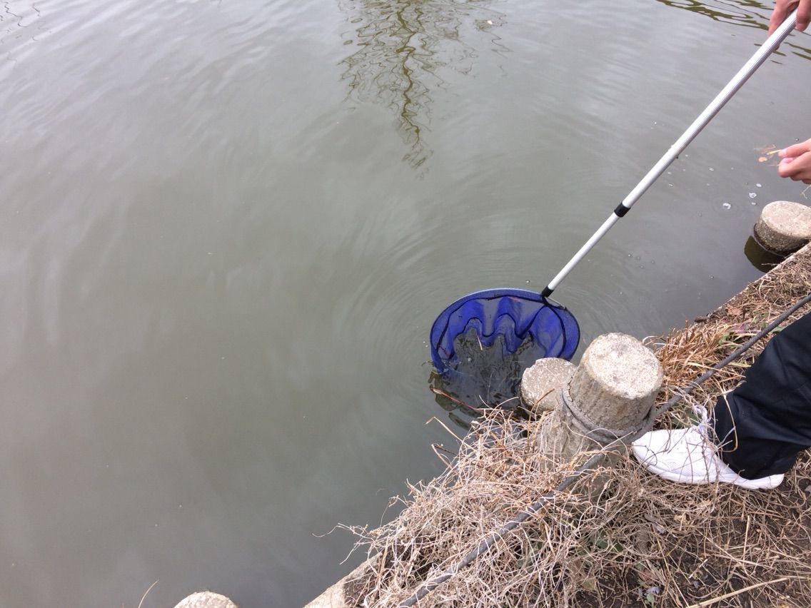 エサのモエビ採取 水元公園 ひろしんの海釣り記録 エサのモエビ採取 水元公園 ひろしんの海釣り記録