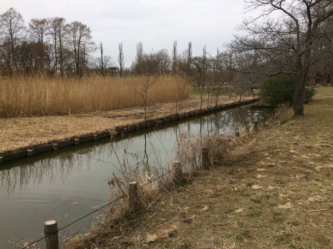 エサのモエビ採取 水元公園 ひろしんの海釣り記録 エサのモエビ採取 水元公園 ひろしんの海釣り記録