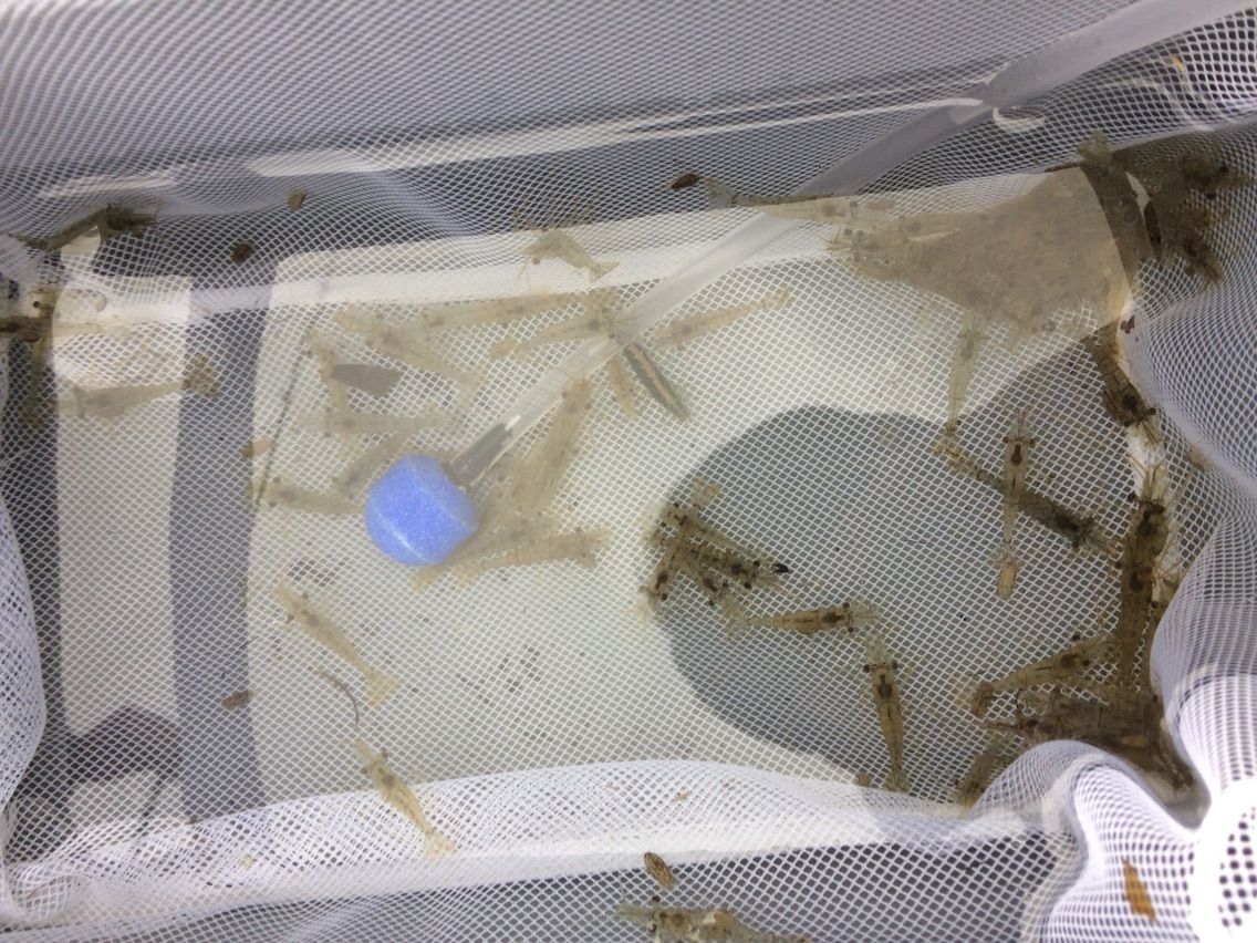 エサのモエビ採取 水元公園 ひろしんの海釣り記録 エサのモエビ採取 水元公園 ひろしんの海釣り記録
