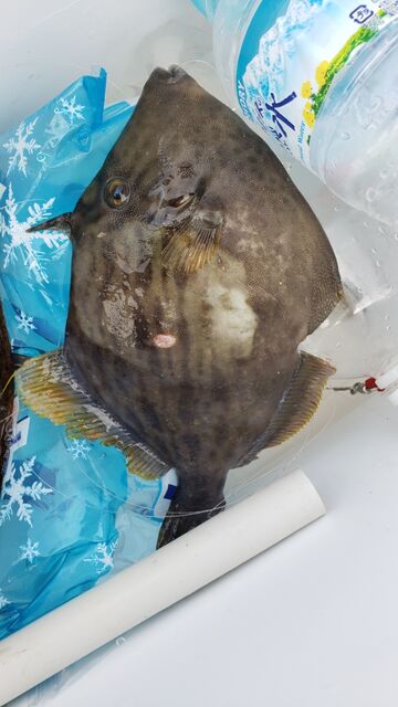 ヒラメです 神島観光汽船 池田のブログ ヒラメです 神島観光汽船 池田のブログ