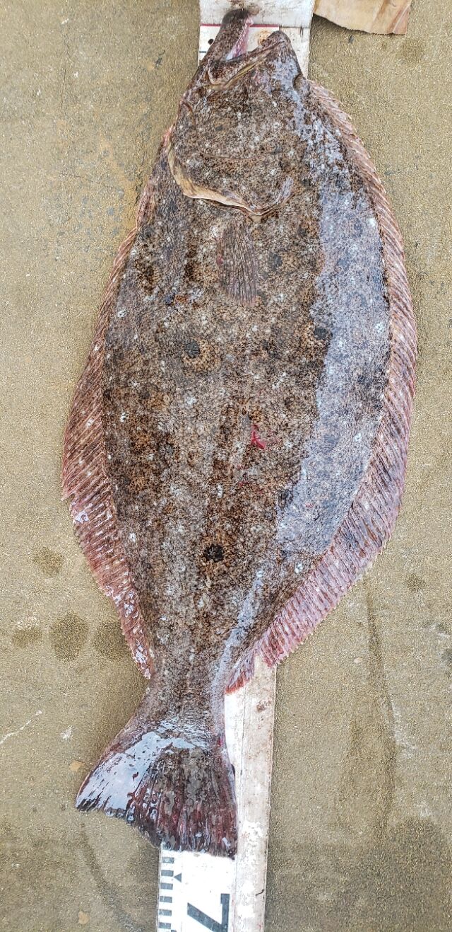 ヒラメ ワラサ 神島観光汽船 池田のブログ