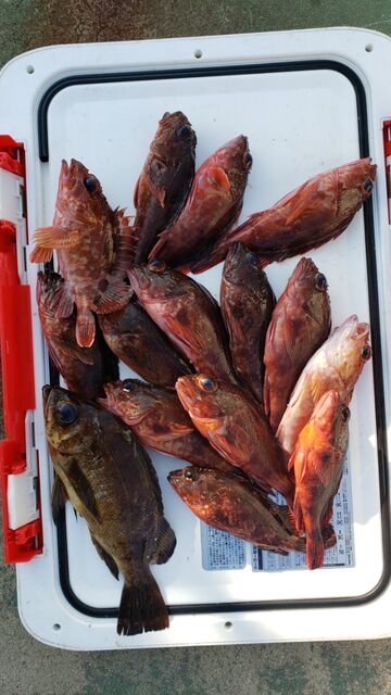 穴釣り情報 神島観光汽船 池田のブログ