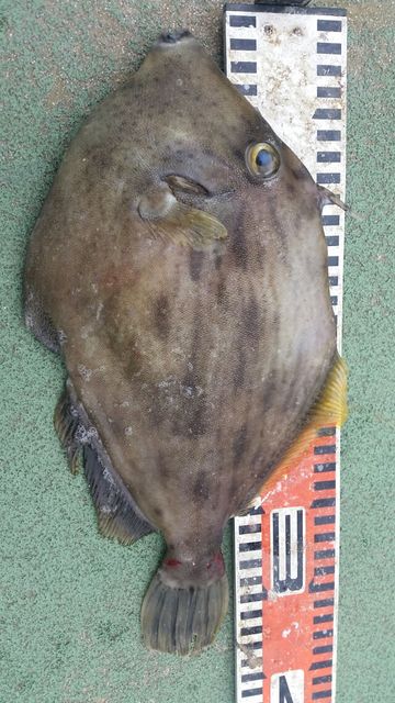 カワハギ 大きいです 神島観光汽船 池田のブログ