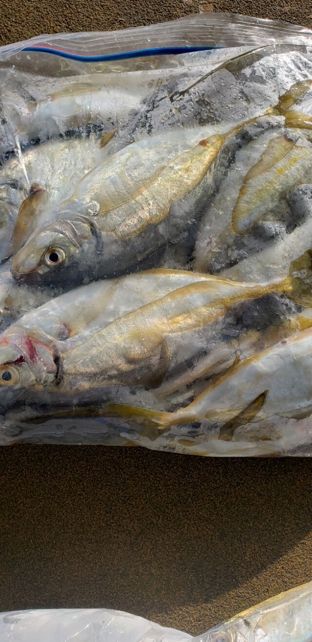 シマアジ アジ 神島観光汽船 池田のブログ