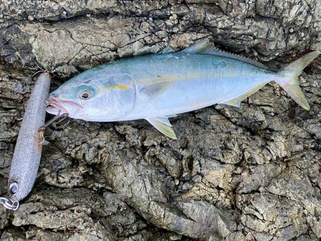 アブコ カマス情報 神島観光汽船 池田のブログ