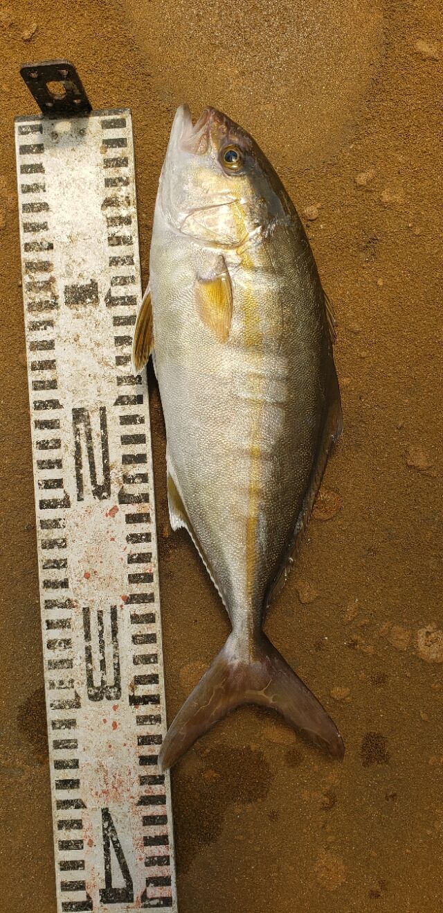 シオ情報です 神島観光汽船 池田のブログ