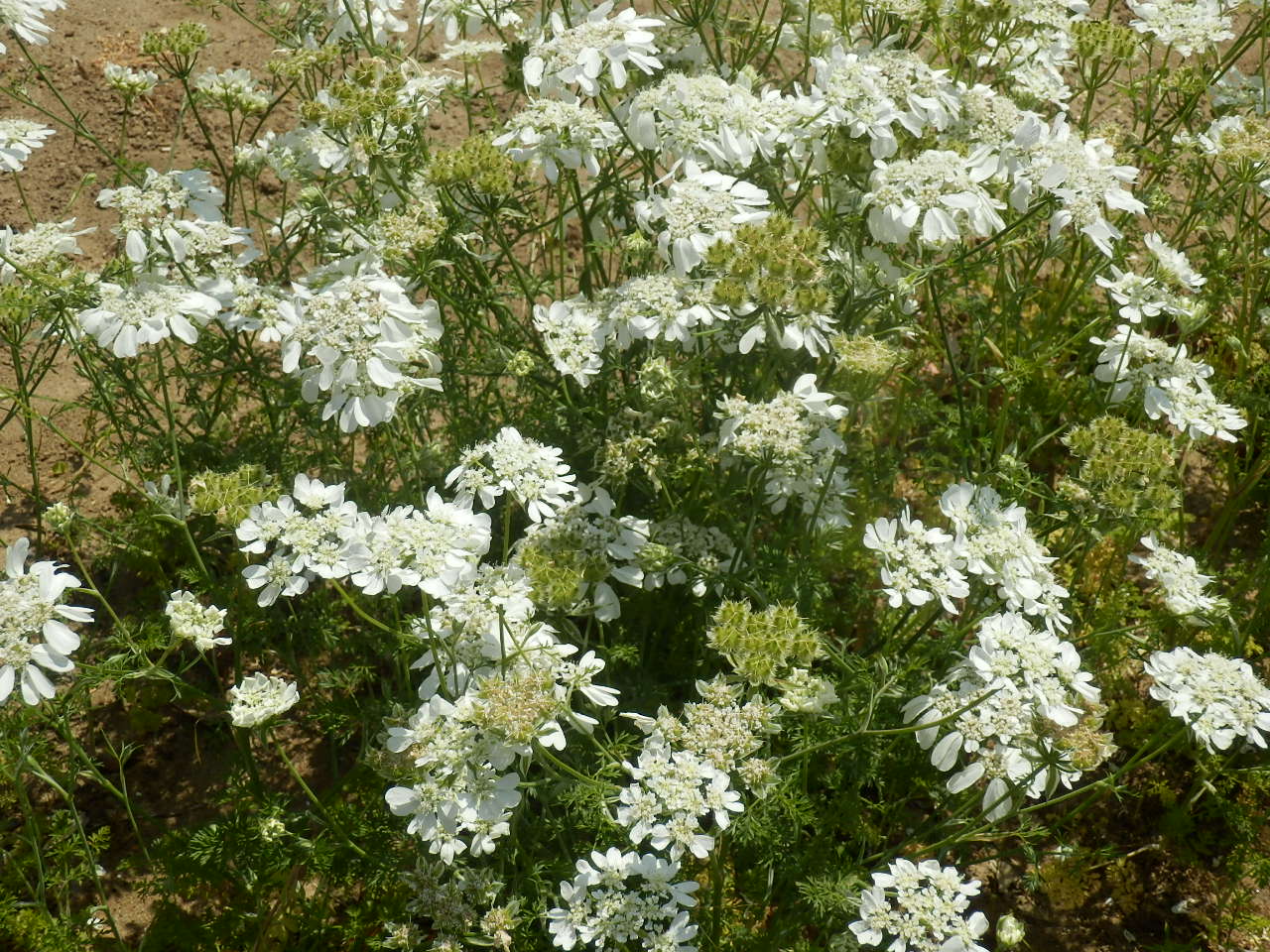 P5160150