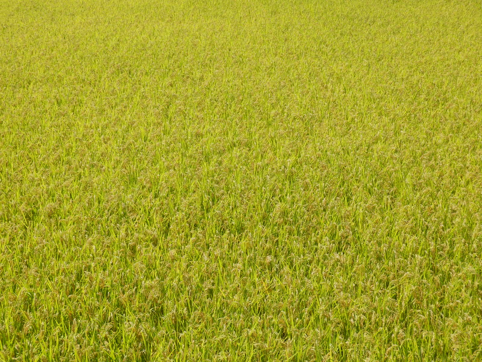 P9110086